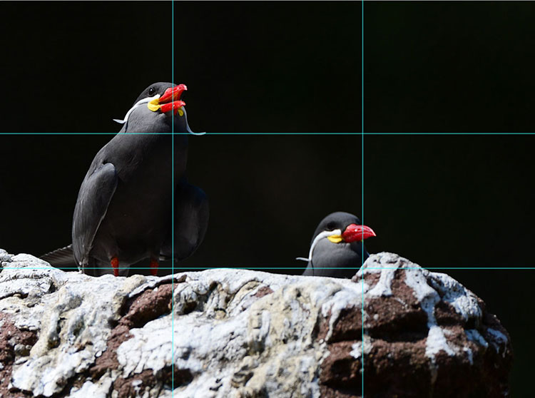 عکس 3. در ترکیب‌بندی این عکس، یکی از پرنده‌ها روی نقطه یک‌سوم راست بالا و دیگری روی نقطه یک‌سوم راست پایین جای گرفته است. این‌دو نقطه با خط فرضیِ موربیِ به هم وصل می‌شوند که یکی شیوه‌های قویِ ترکیب‌بندی و وزن‌دهی به عناصر اصلی عکس است.  (عکاس: Diane Berkenfeld)